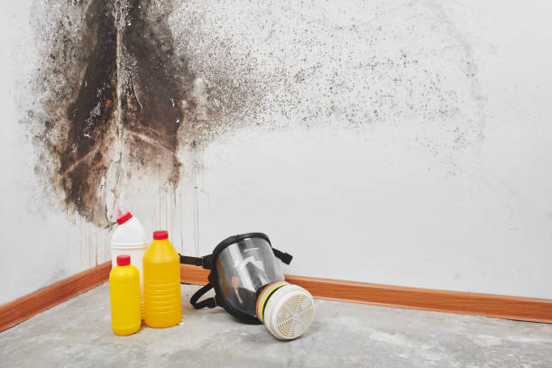 Best Fast Mold Removal  in Dorr, MI