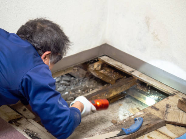 Best Home Mold Removal  in Dorr, MI