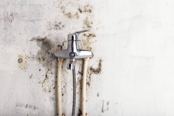 Best Local Mold Removal Service  in Dorr, MI
