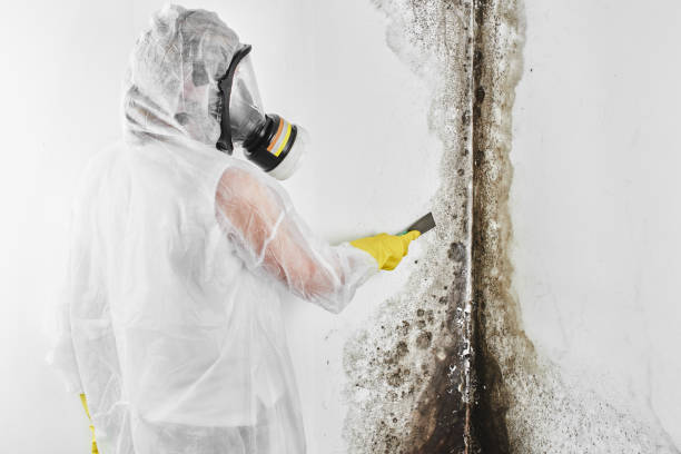 Best Mold Testing  in Dorr, MI