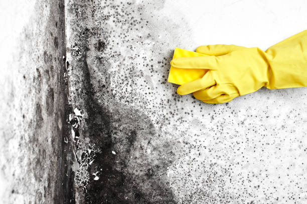Best Residential Mold Removal  in Dorr, MI