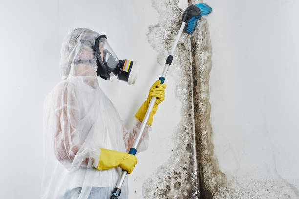 Best Crawl Space Mold Removal  in Dorr, MI