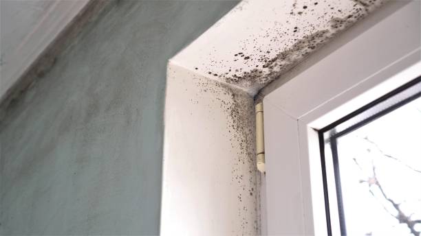 Best Emergency Mold Removal  in Dorr, MI