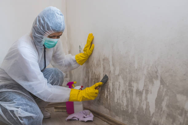 Best Office Mold Removal Services  in Dorr, MI