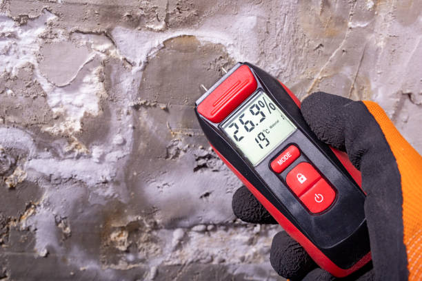 Best Mold Removal Company Near Me  in Dorr, MI