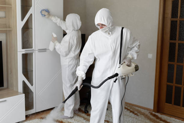 Best Attic Mold Removal  in Dorr, MI