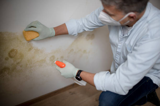 Office Mold Removal Services in Dorr, MI
