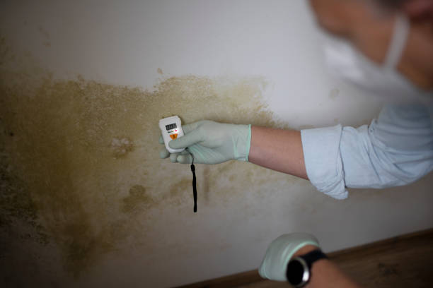 Best Mold Removal Near Me  in Dorr, MI