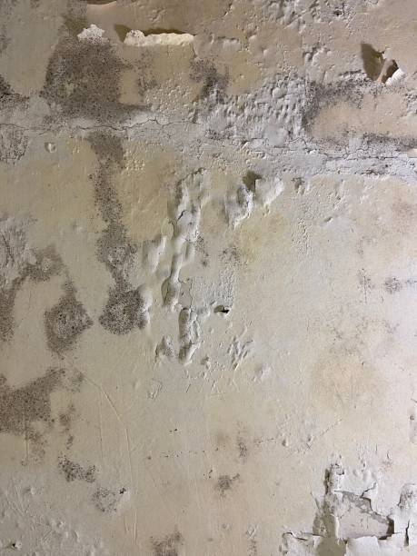 Best Same-Day Mold Removal  in Dorr, MI