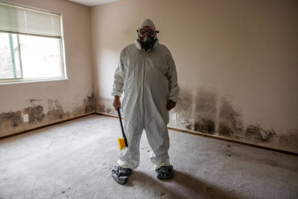 Professional Mold Removal in Dorr, MI