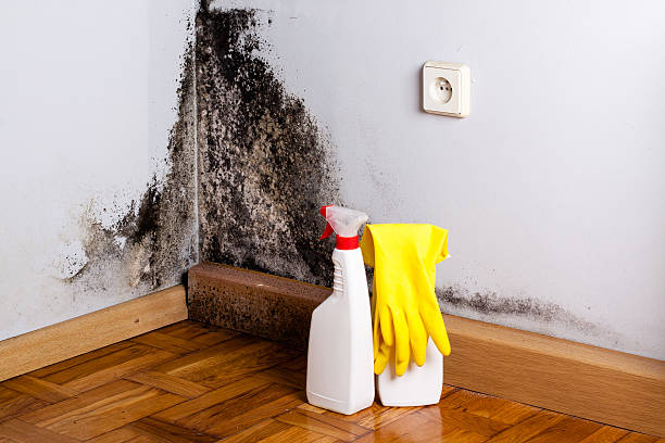 Trusted Dorr, MI Mold Removal Experts