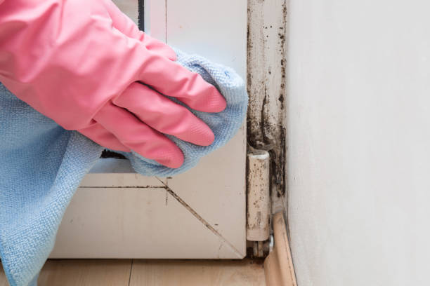 Mold Testing and Removal in Dorr, MI